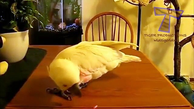 Animais na busca de um ponteiro laser. Os animais engraçados (coleção)