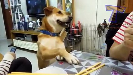 Animais de estimação são convidados para comer. Animais engraçados e bonitos (coleção)