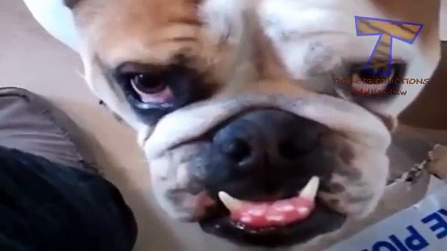 Animales descansan en cajas - diversión divertido con los animales