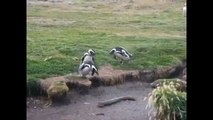 Pingüinos divertidos de la vida y los pingüinos. Diversión con los animales