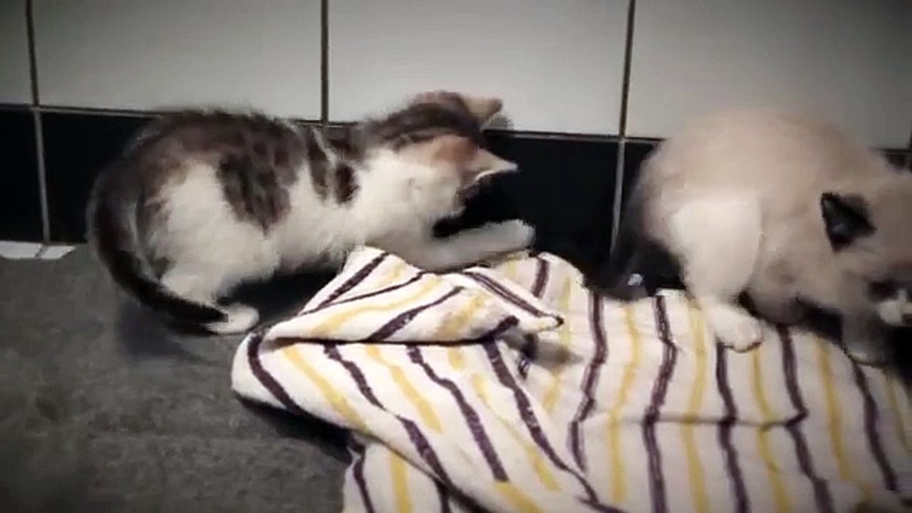 La vie de chatons. Deux chaton drôle ayant fun