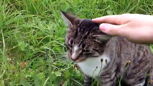 Bien et du Mal chats. Une sélection de bons et de mauvais chats