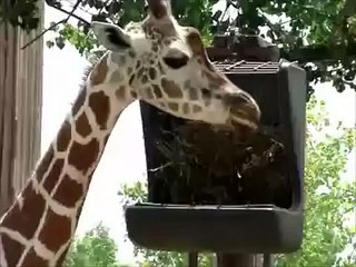 Жираф жуёт. Забавный жираф ест