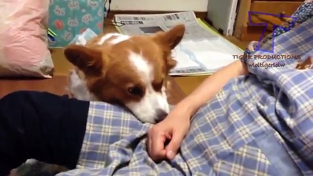 Забавное сравнение собак и кошек - Забавный сборник животных