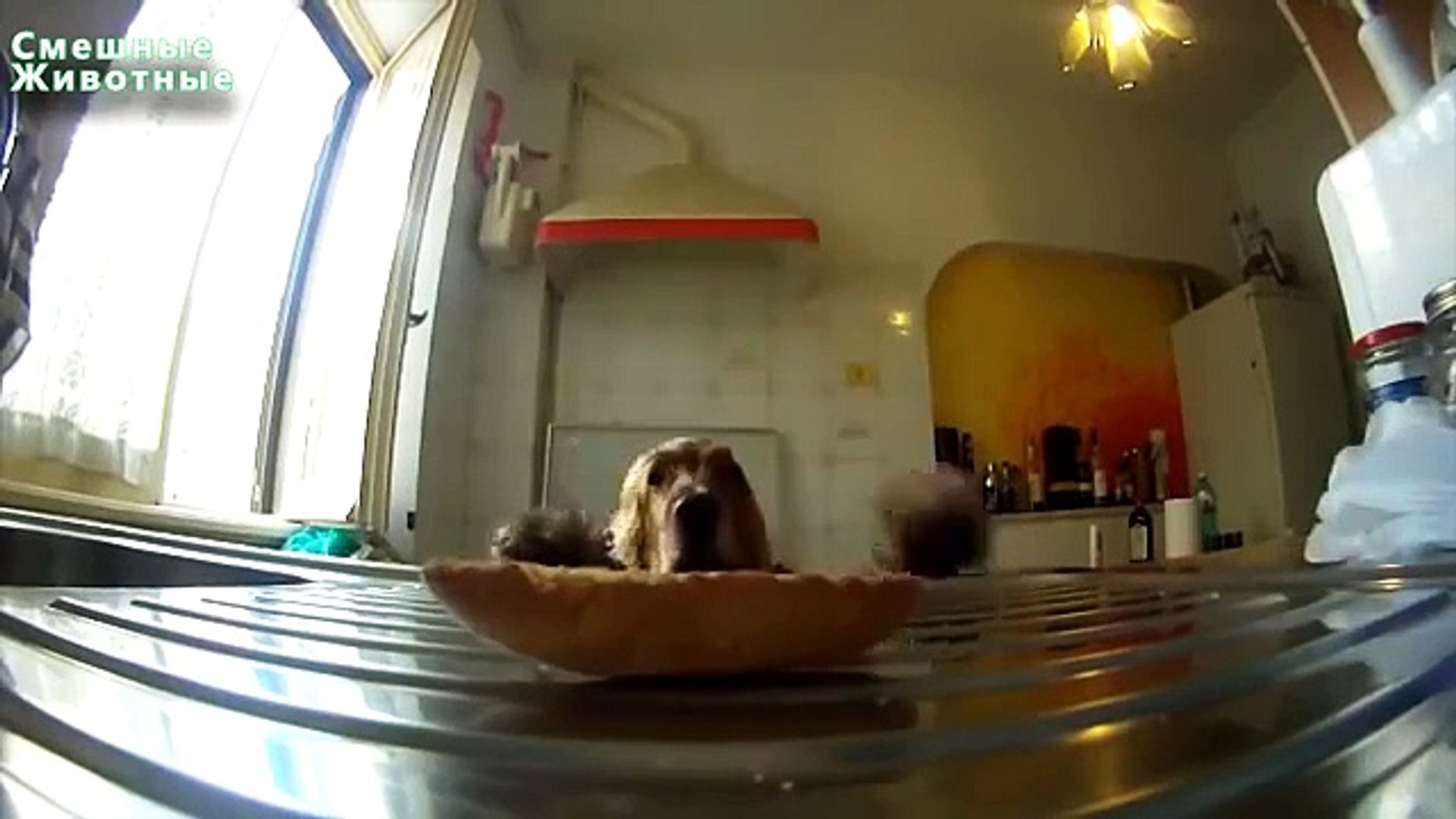 Добыча еды. Забавные животные достают еду