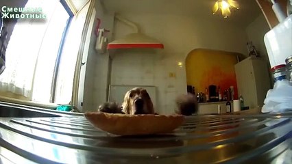 Добыча еды. Забавные животные достают еду