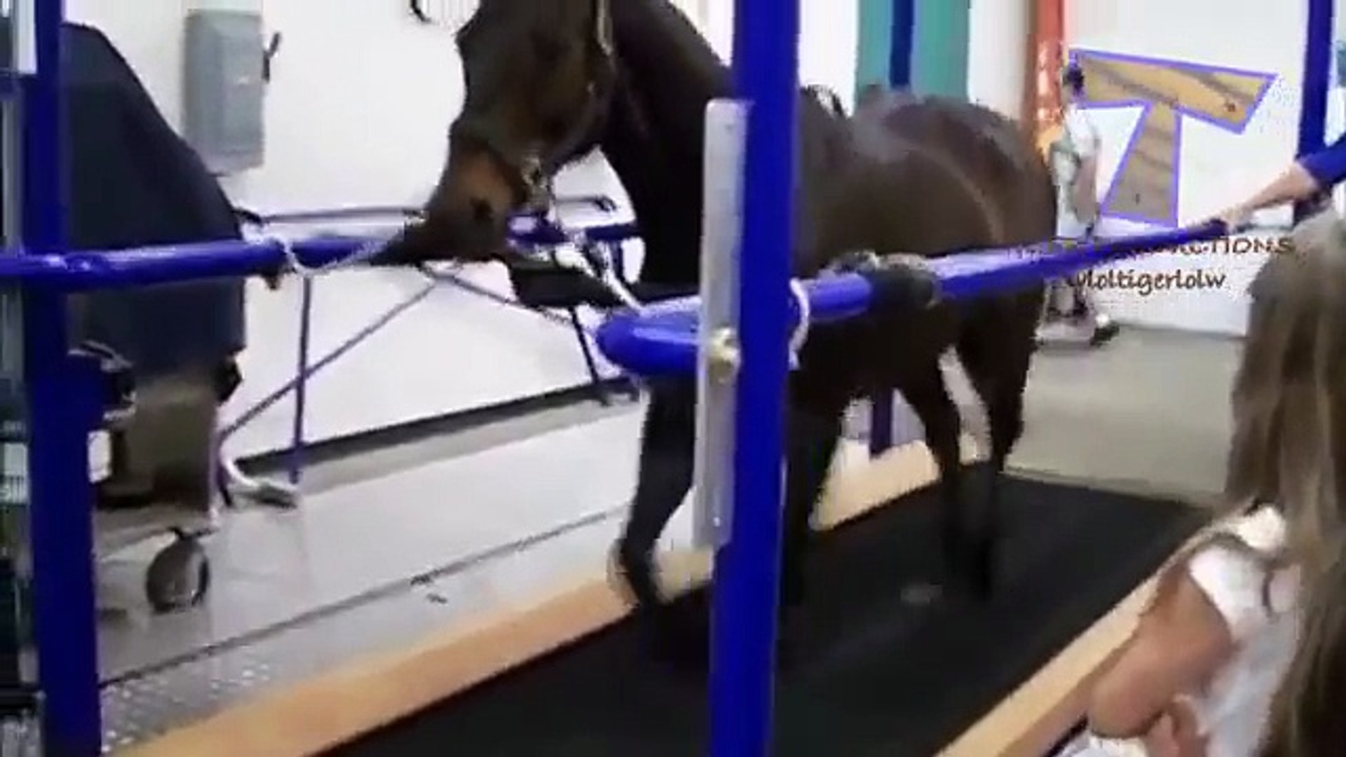 ⁣Животные на беговых дорожках - смешные животные (сборник)