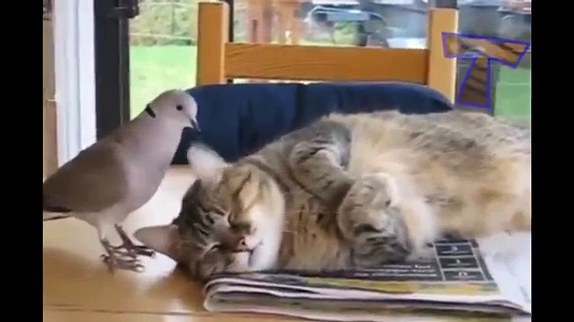 ⁣Животные тролли и приколисты - смешные и милые животные (сборник)