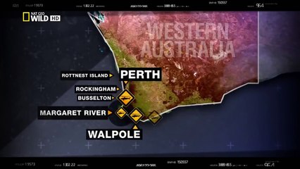 Wild Discovery animals - Australias Deadliest Shark Coast - Discovery channel documentary