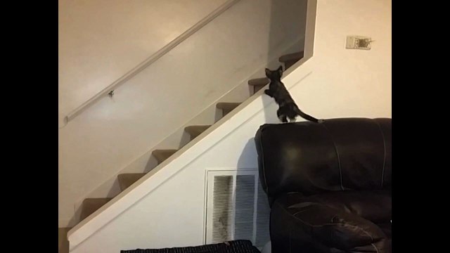 Cat Slides Down a Railing