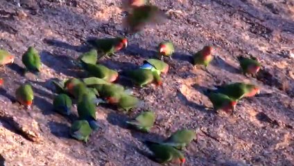 Drenched and Dry Africa (African Wildlife Documentary)