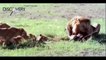 Lion Attack: Lions vs Giraffe Fight to the Death - Wildlife Animals Lions Documentary