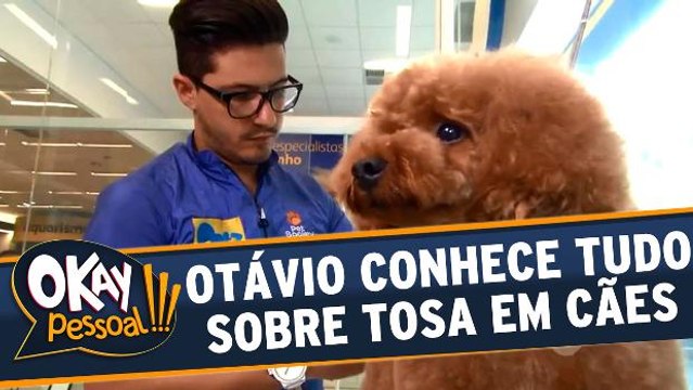 Otávio Mesquita confere como é feita a tosa em cachorros