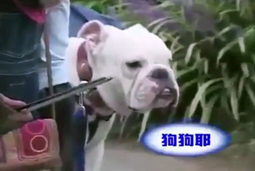 funny adventure monkey and dog