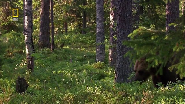 [National Geographic] Wild Russia: Primeval Valleys HD (Nature Documentary)