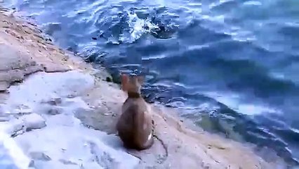 Ils sont juste en train de filmer ce chat quand soudain… Waouh !