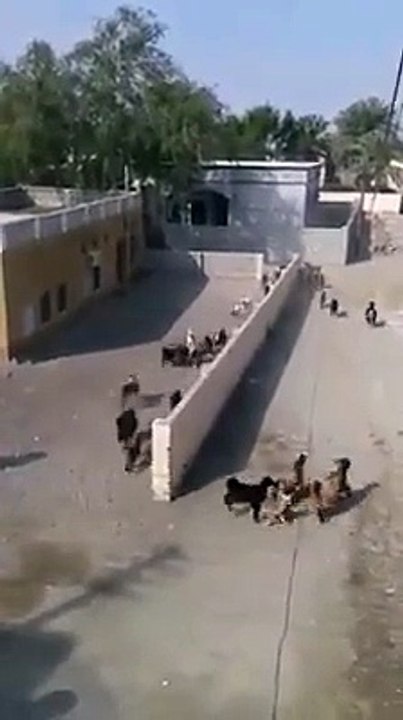 Dumb Sheeps running without Any Purpose.
