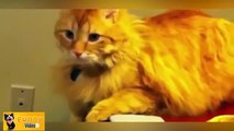 Funny Cats Compilation Lustige Katzen Zusammenstellung Chats Drôles Compilation