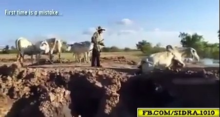 cows decipline, leader followings best amazing clip
