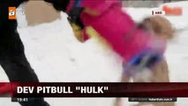 Dev pitbull Hulk Güncel Haberler
