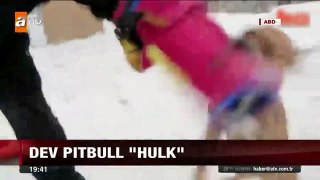 Dev pitbull Hulk Güncel Haberler