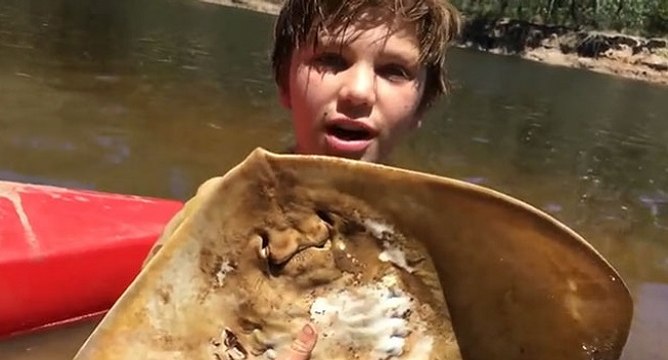 Un enfant aide une raie à accoucher de 12 bébés