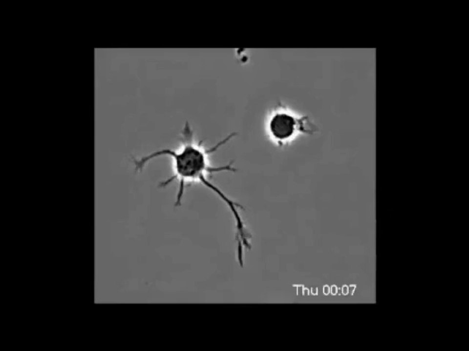 the1st human cell 75 biblical holyhydrogenlight of creation image of 1st john1-1lightoftheworld