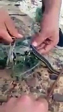 Trapped Snake Thanks It’s Rescuers With A Surprise
