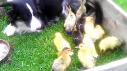 Cute Dogs and Baby Ducks Compilation 2015 [ FULL HD ]