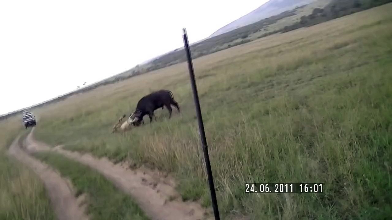 Aslanın Bufalo Avı (Masai Mara, Kenya)