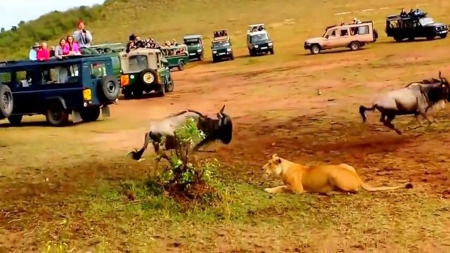 Les lions chassent mieux que les lionnes... La preuve!!!