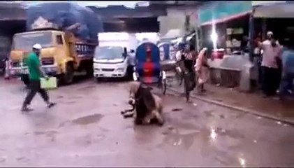 !! (Mad Cow Running (Funny) at Postagola, Dhaka _ Qurbani 2015)-mRLRp0YYJGk