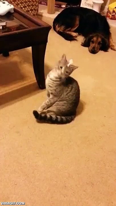 kediye yapılan şaka