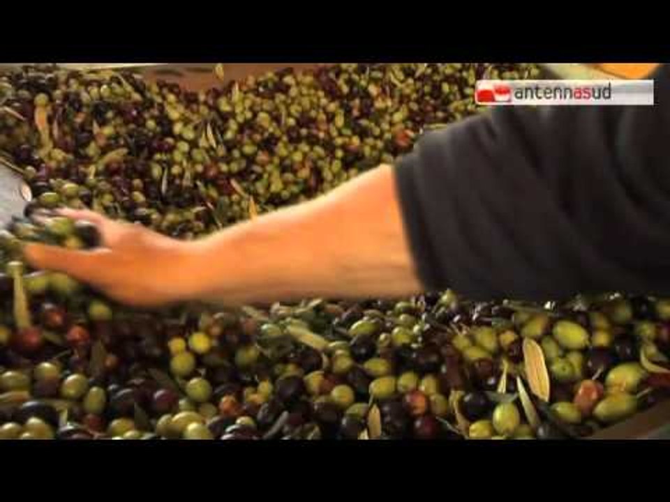 Tg Antenna Sud -  Allarme olio della Coldiretti, troppe le importazioni