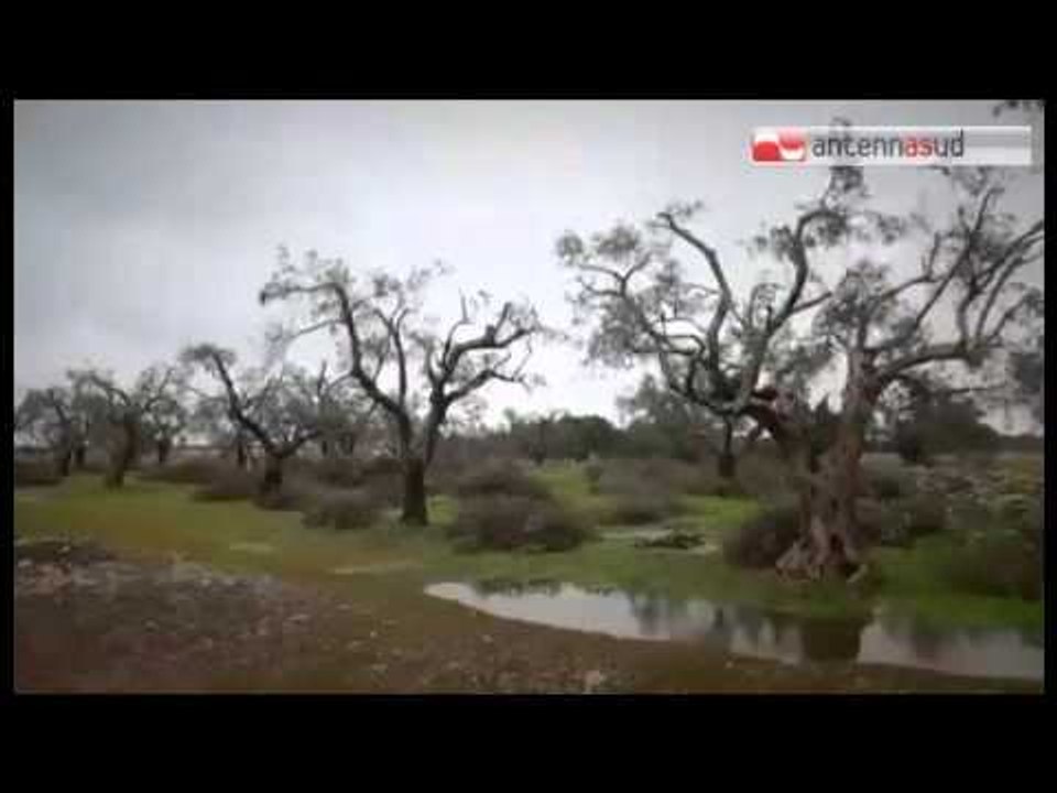 Tg Antenna Sud -  Xylella, il Pd boccia la legge Blasi