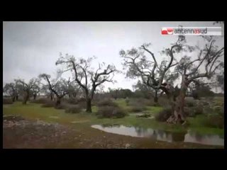 Tg Antenna Sud -  Xylella, il Pd boccia la legge Blasi