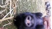 Funny Video Cute Animals Piglets-LJl84b4Jakc