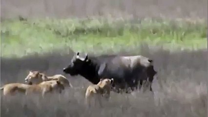 Buffalo Tries to Save Her Little Son From Lions, Wild Animal Fights