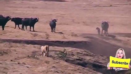 Buffalo Mother Fight off 3 lions bid to save her baby - Video HD