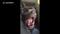 Dog sings Hello by Adele