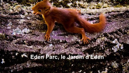 Les vraies stars du Jardin d Eden....