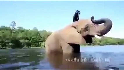 Viral Videos - Posted On Facebook