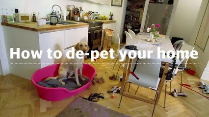 How to: get rid of the pet mess in your home