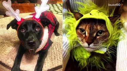 Best holiday pet costumes for your furry friends