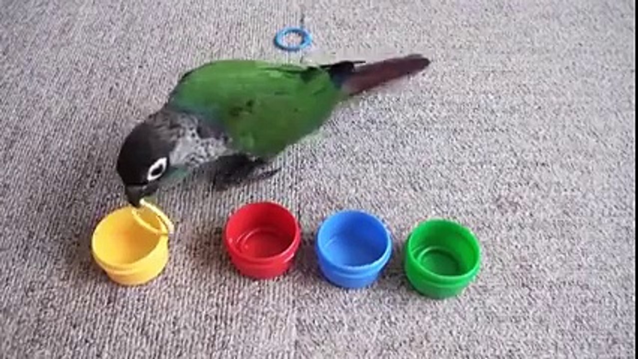 What a smart bird