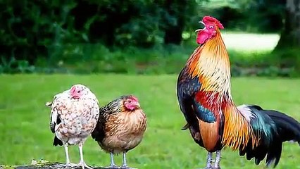 Con Gà Gáy Le Te ♫ Ca nhạc thiếu nhi