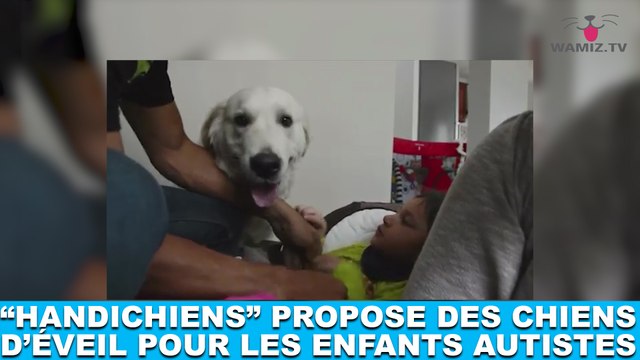 Handichiens propose des chiens d'éveil pour les enfants autistes. Plus d'infos dans la minute chien #57