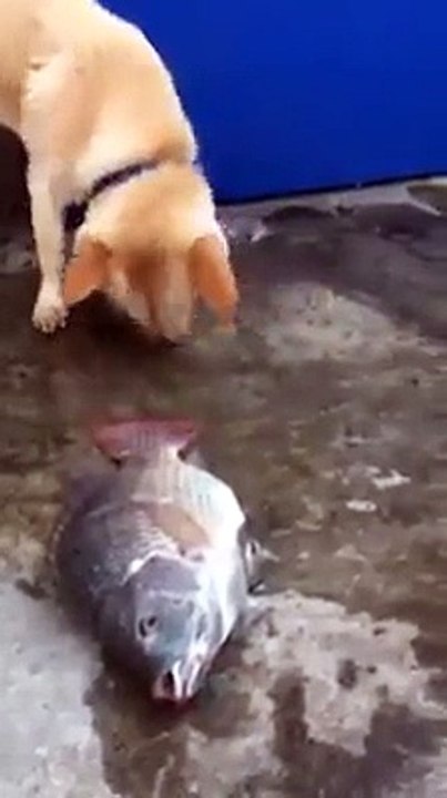 Chien malin