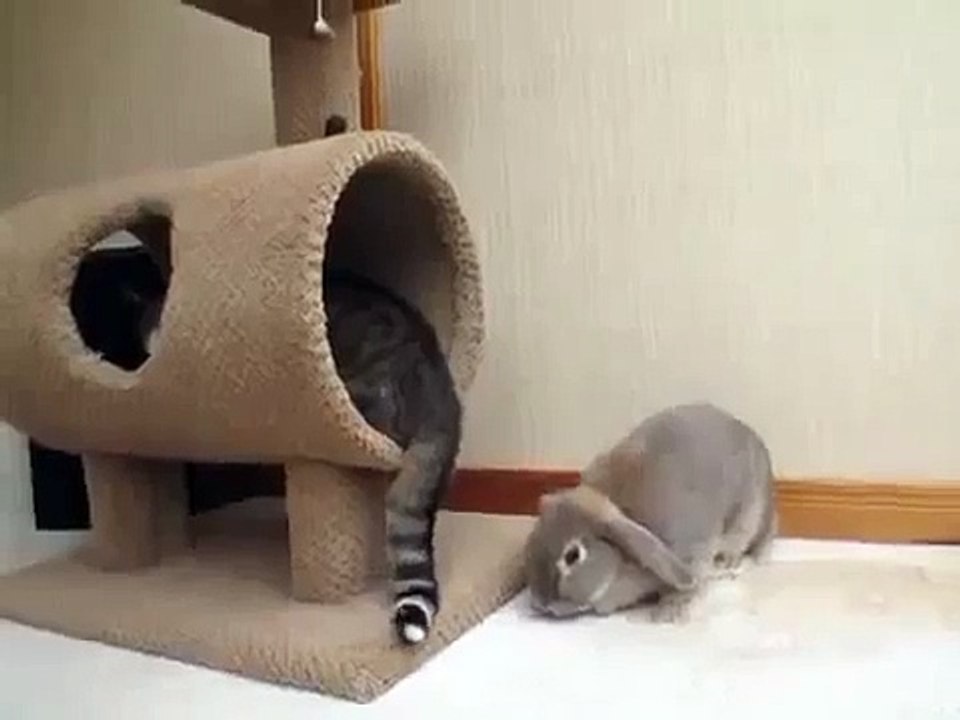 Кот и кролик!