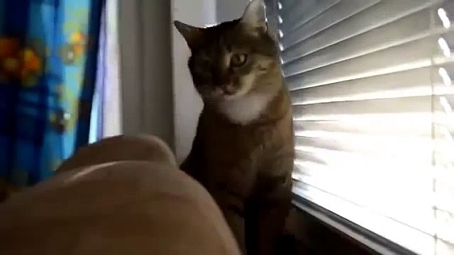 Хозяин научил кота делать так